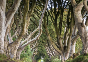 Read more about the article Forests in northern ireland – BBC NEWS NI